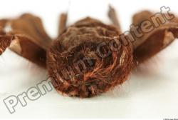 Belly Spider